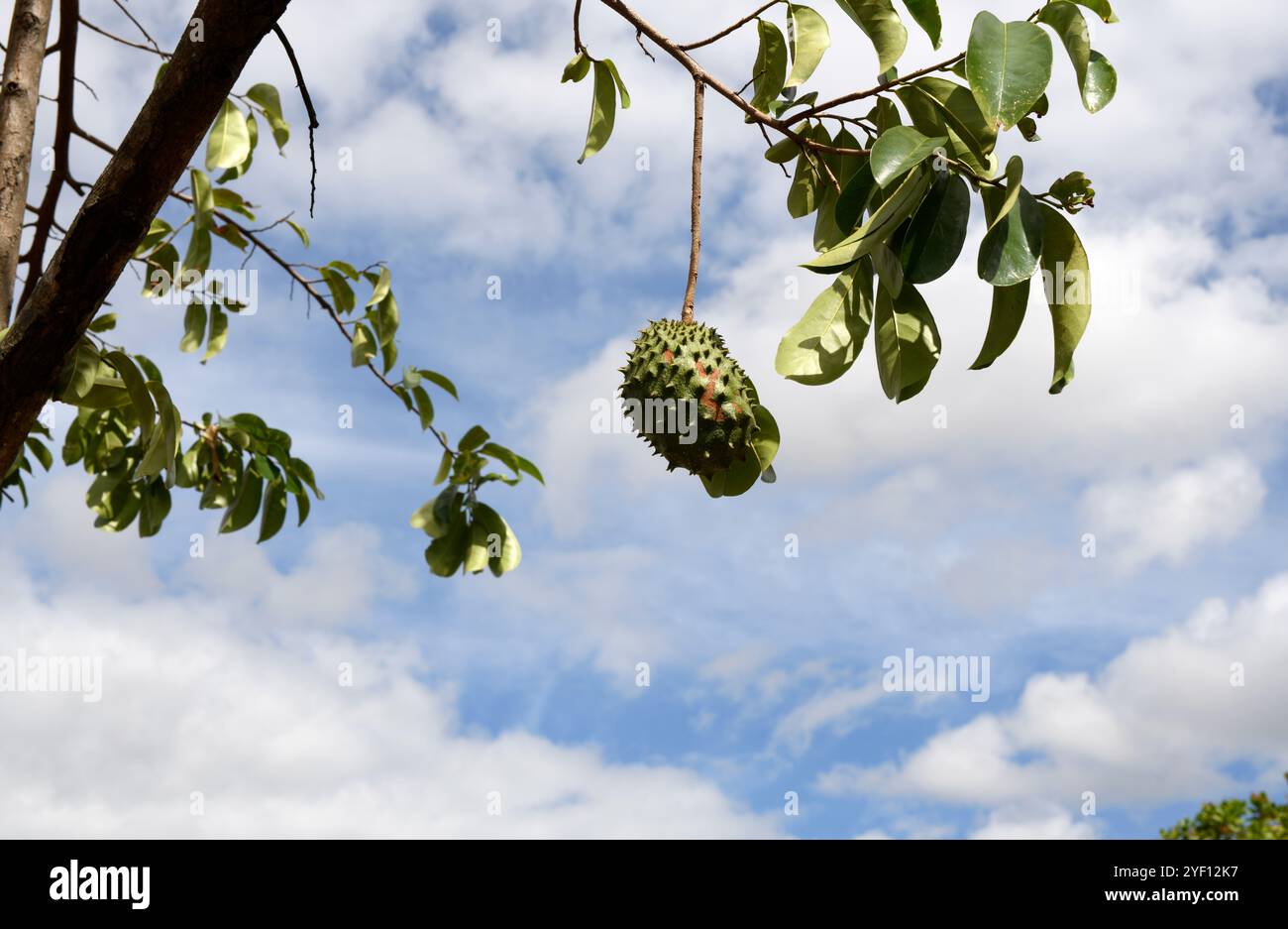 Soursop (Annona muricata) est un arbre à feuilles persistantes avec des fruits comestibles. Est originaire des Amériques tropicales et introduit dans d'autres régions tropicales. Cette photo Banque D'Images
