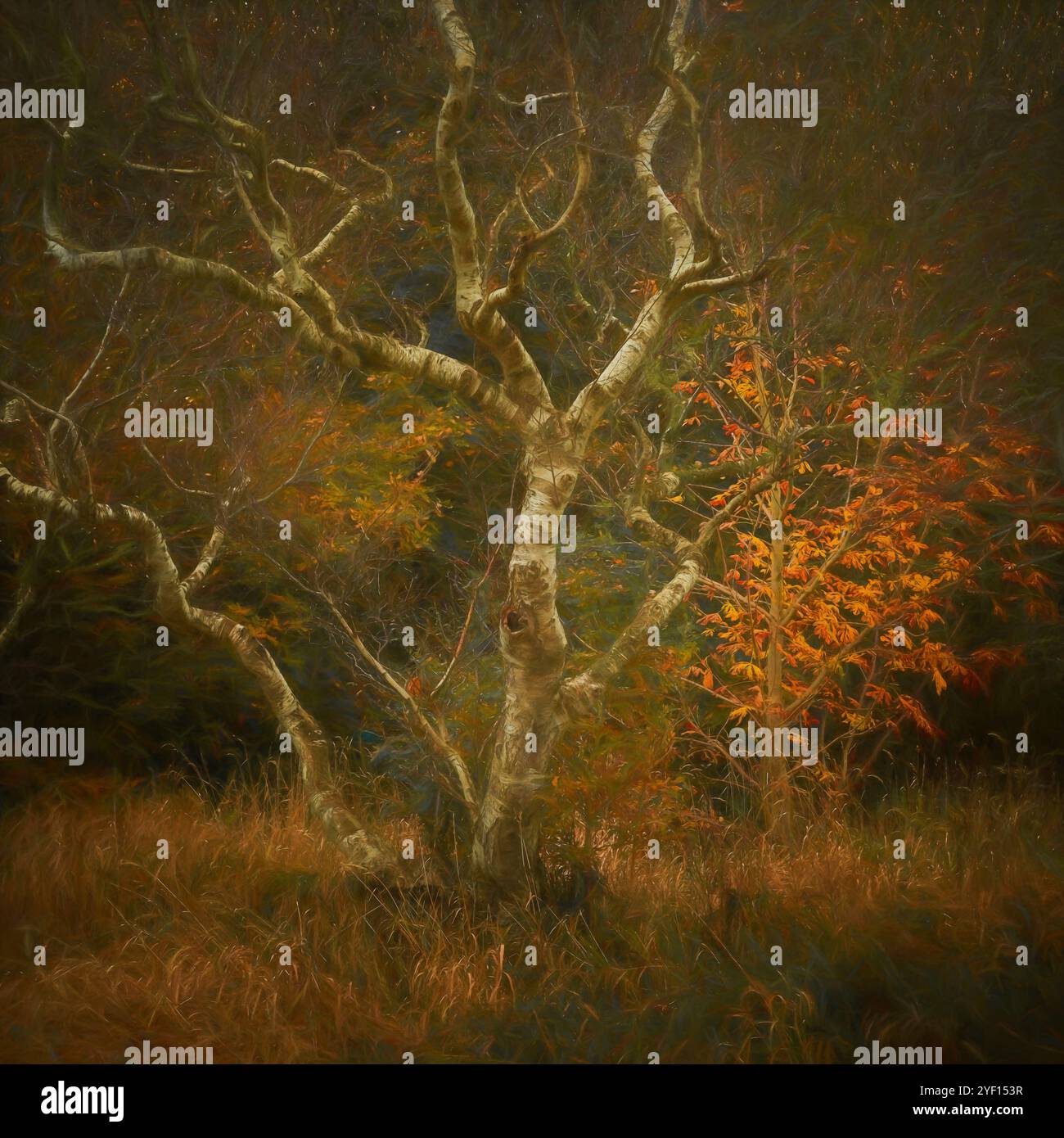 Peinture à l'huile numérique d'un bouleau argenté avec arbre d'automne et couleurs de feuilles au Stockton Brook dans le Staffordshire, Royaume-Uni. Banque D'Images