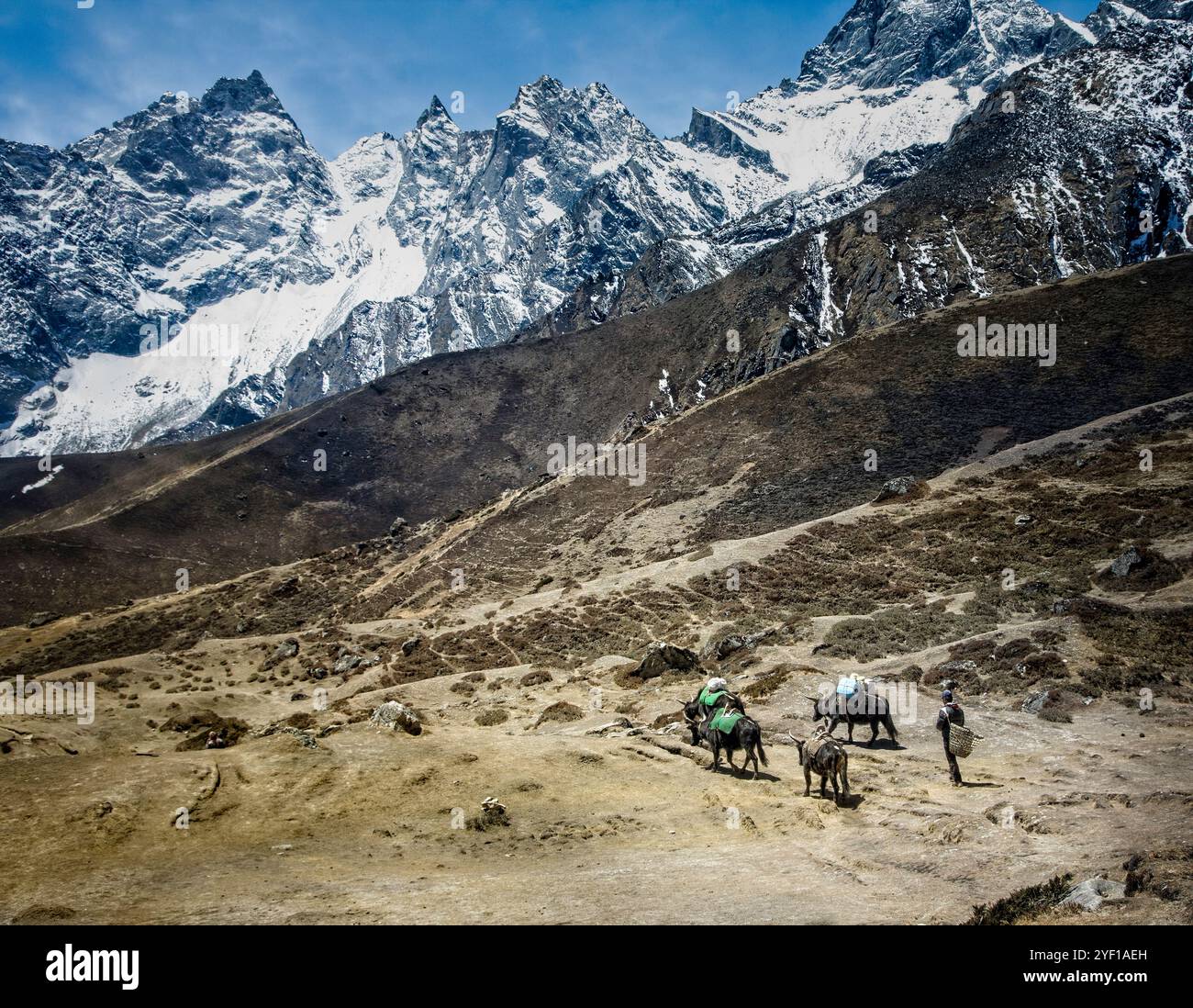 Transport de fournitures le long du sentier Gokyo dans le majestueux Himalaya à une altitude de 14 000 pieds. Banque D'Images Transport de fournitures le long du sentier Gokyo dans le majestueux Himalaya à une altitude de 14 000 pieds. Banque D'Images