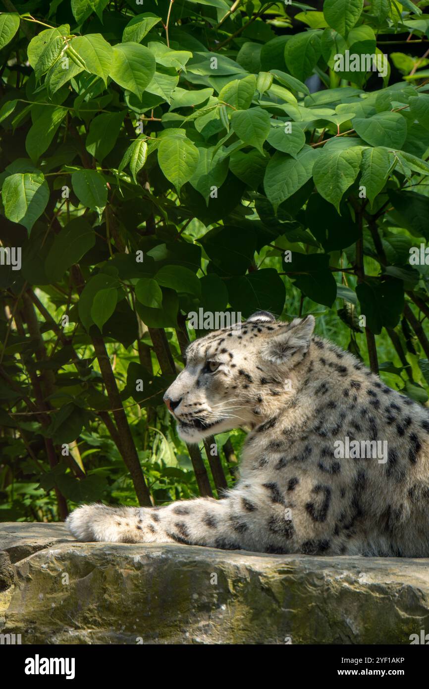 Gros plan de léopard des neiges avec bébé reposant sur un rocher Banque D'Images