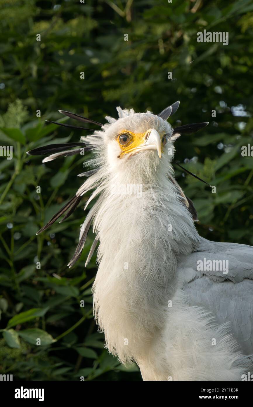 Portrait d'un oiseau messager du Sagittaire, également connu sous le nom de serpent, profil en gros plan Banque D'Images