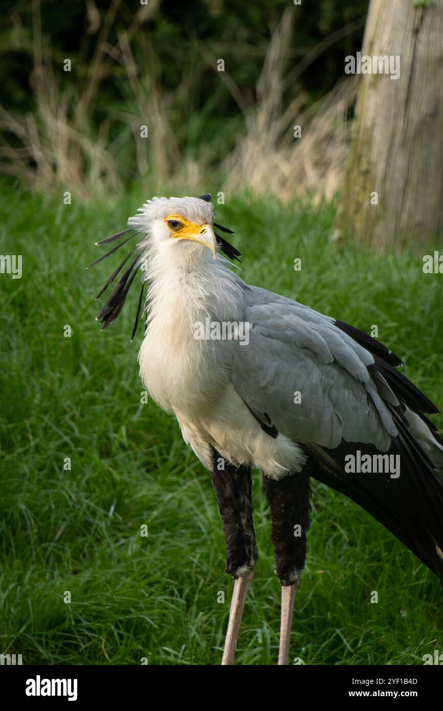 Portrait d'un oiseau messager du Sagittaire, également connu sous le nom de serpent, profil en gros plan Banque D'Images