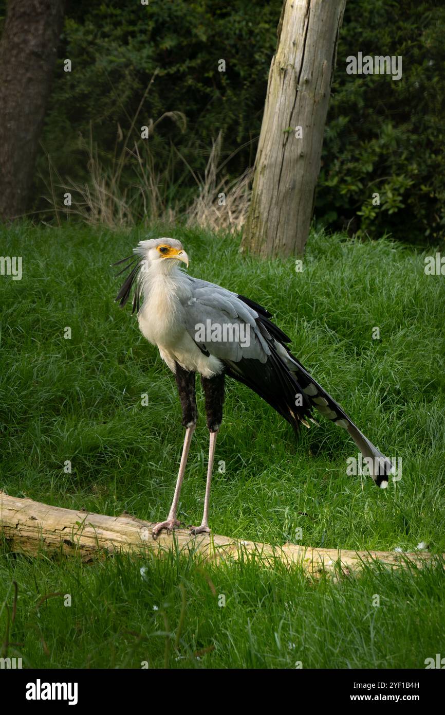 Portrait d'un oiseau messager du Sagittaire, également connu sous le nom de serpent, profil en gros plan Banque D'Images