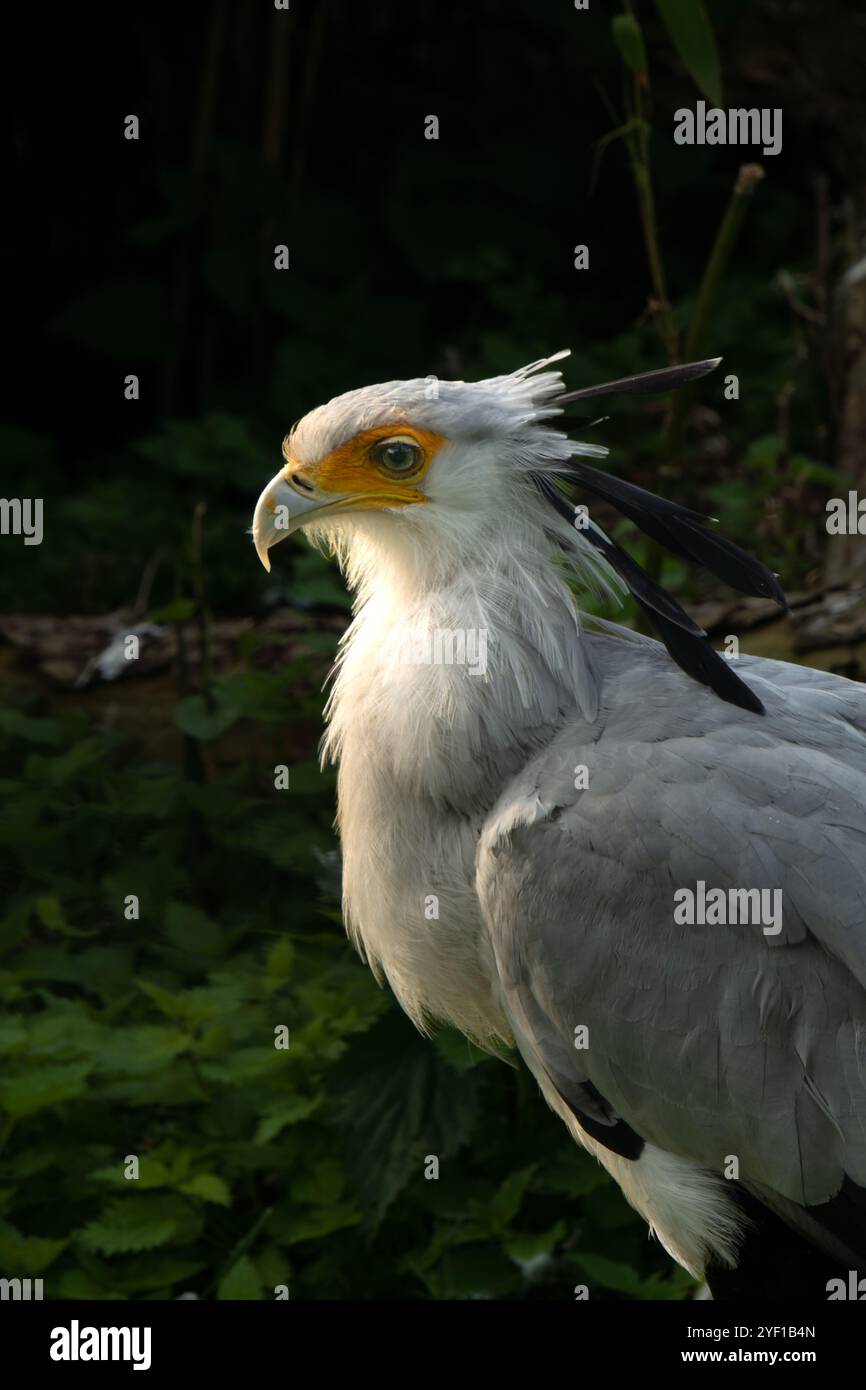 Portrait d'un oiseau messager du Sagittaire, également connu sous le nom de serpent, profil en gros plan Banque D'Images