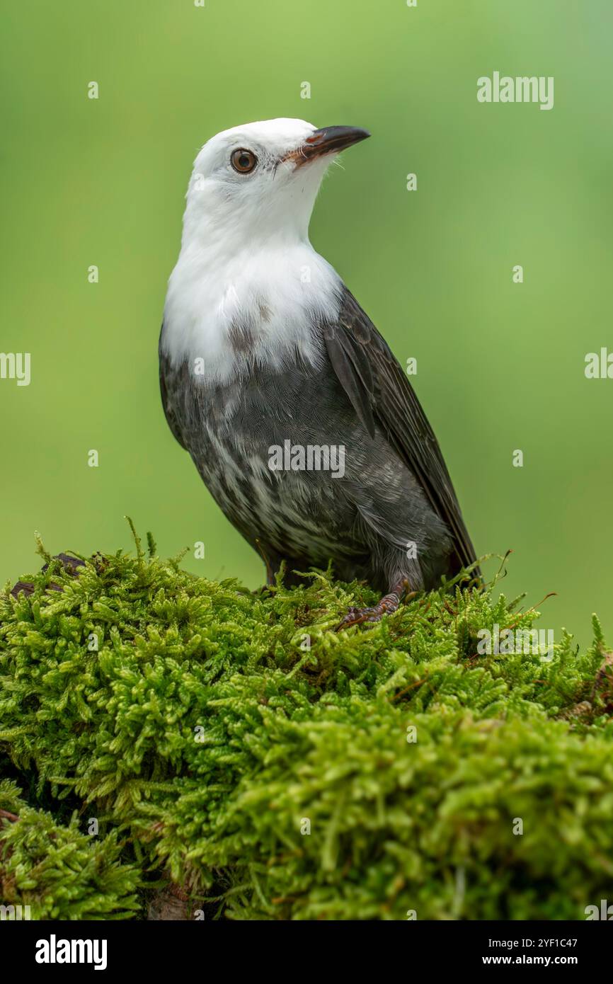 Bulbul noir ou bulbul noir de l'Himalaya, juvénile Hypsipetes leucocephalus Banque D'Images