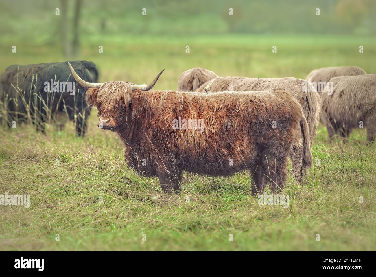 Belle vache montagneuse sur la prairie avec d'autres vaches Banque D'Images
