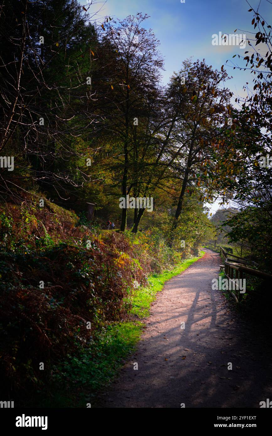 Cardinham Woods avec un sentier pédestre Banque D'Images