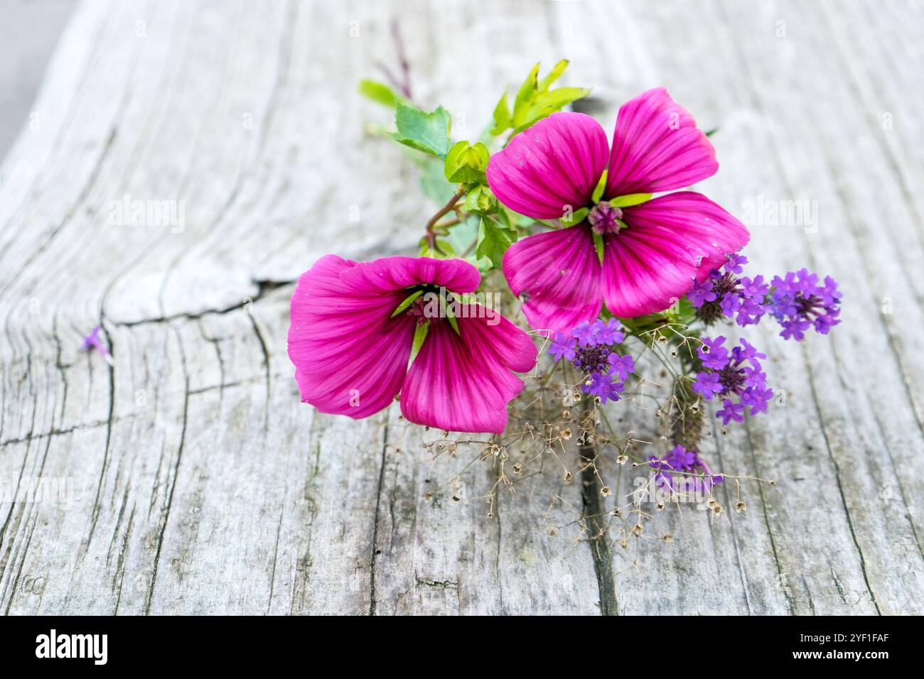 Fleurs de mauve rose et fleurs de verveine violettes sur un fond en bois clair Banque D'Images