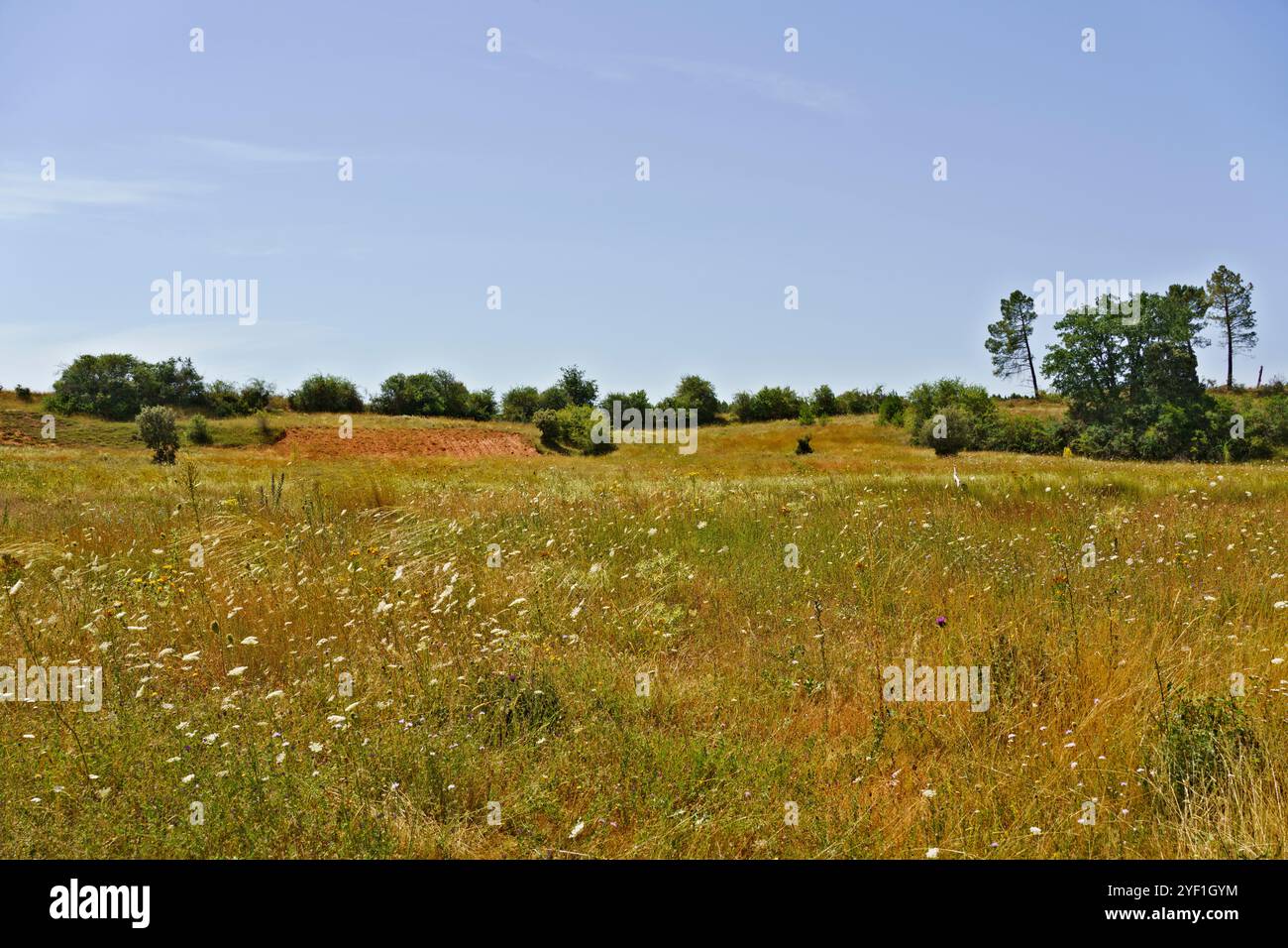 Un paysage serein avec un champ herbeux parsemé de fleurs sauvages sous un ciel bleu clair. L'arrière-plan comprend des collines douces et des grappes d'arbres Banque D'Images
