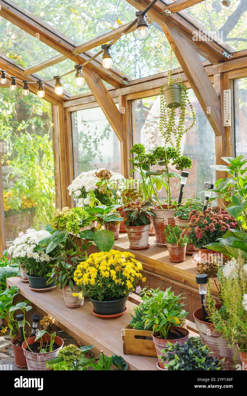 Pots avec des fleurs et des plantes debout sur des étagères à l'intérieur de la serre sur fond de jardin ensoleillé. Verdure naturelle et éléments de jardin et plan en pot Banque D'Images