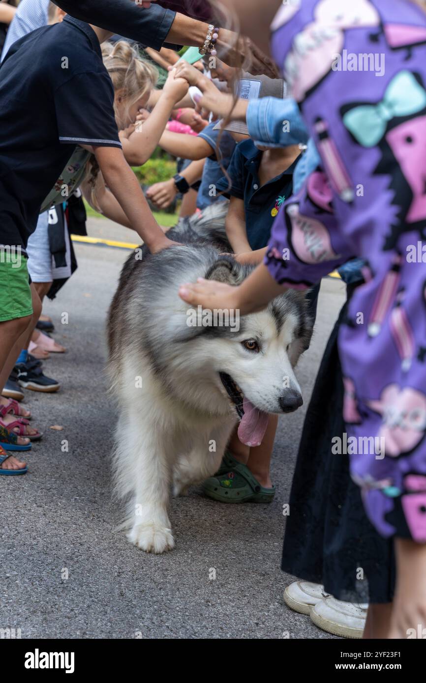 Dunalka, Lettonie - 08.31.2024, chien Malamute d'Alaska entouré d'enfants Banque D'Images