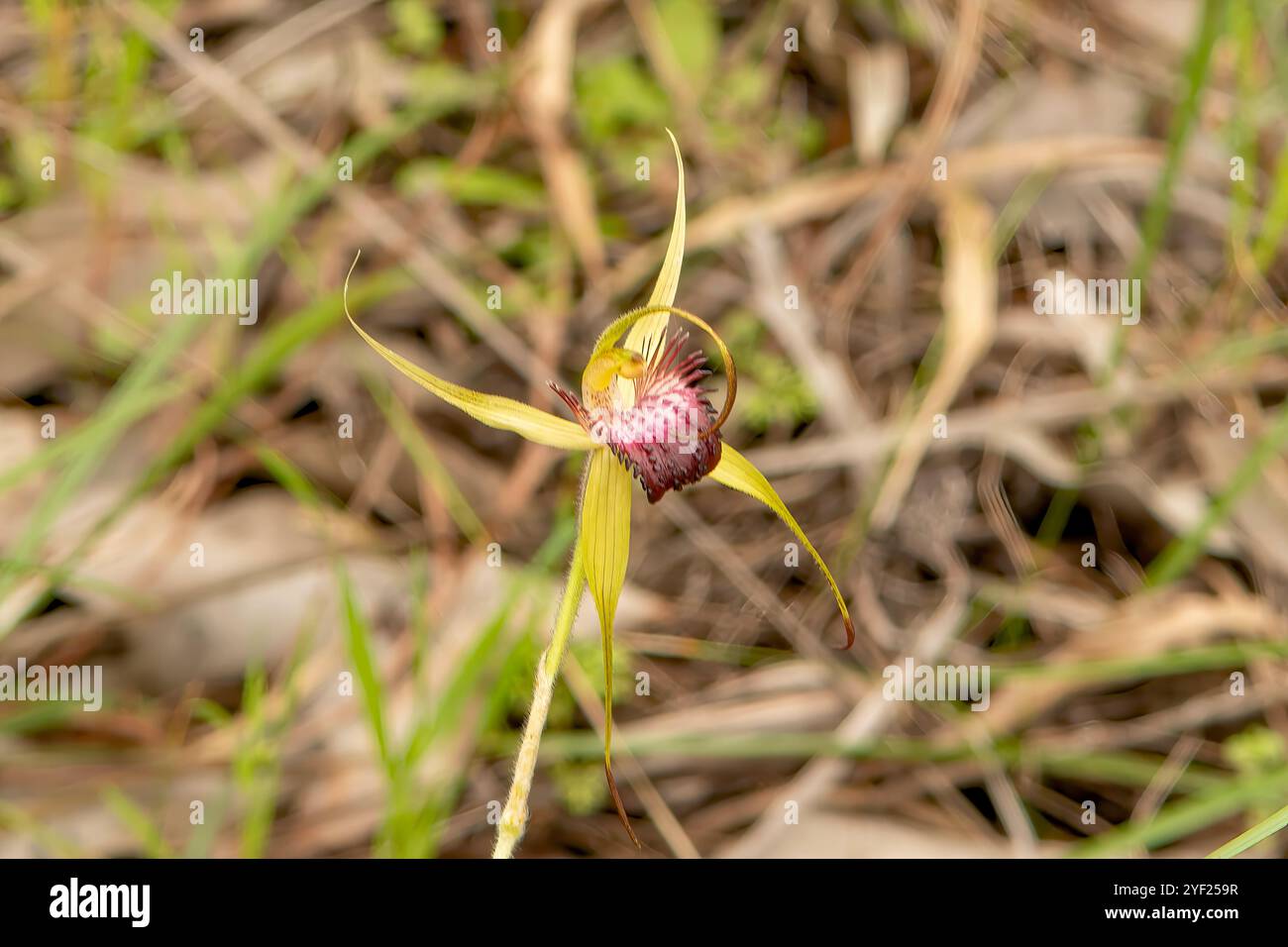 Caladenia georgei, Tuart Spider Orchid Banque D'Images