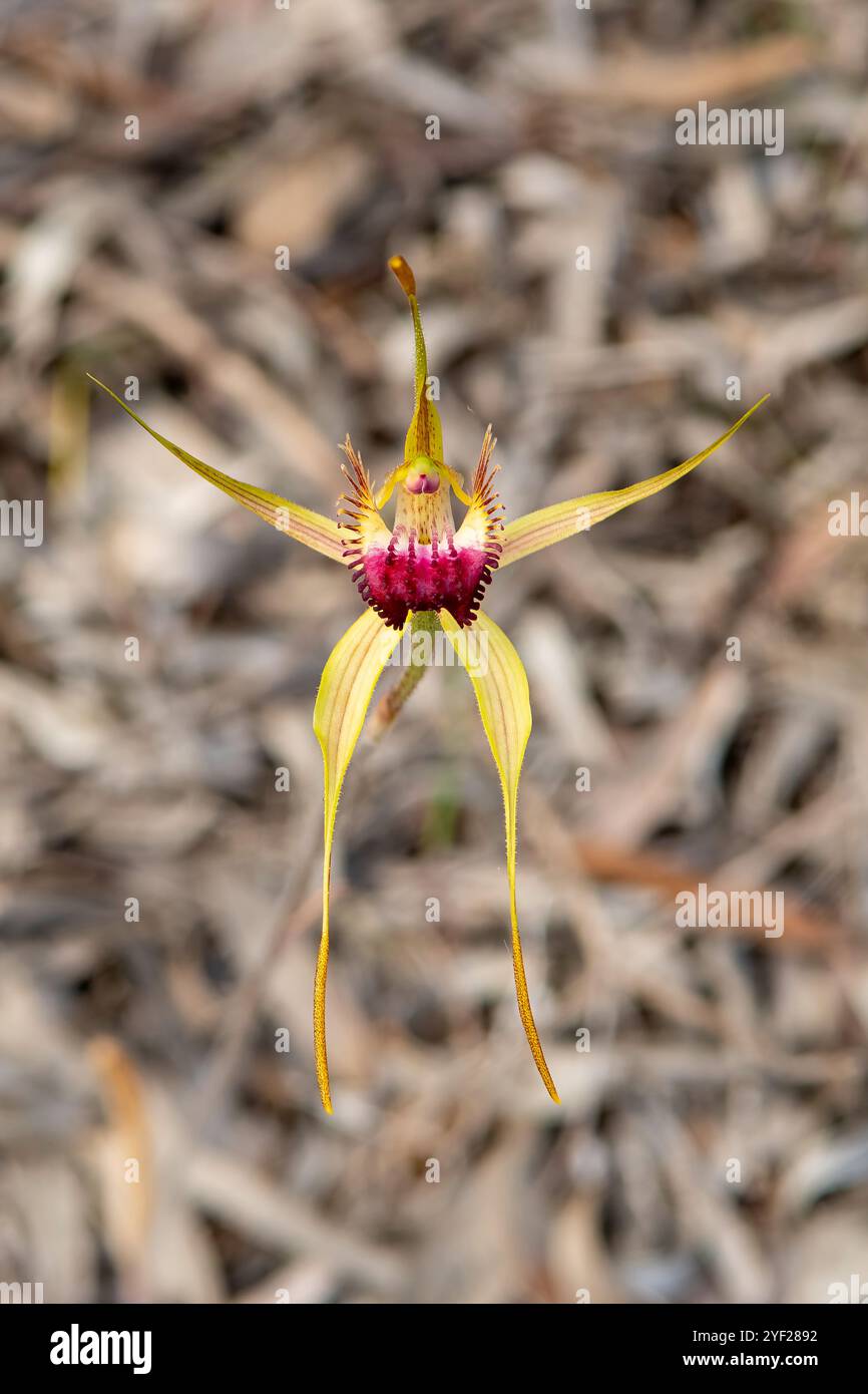 Caladenia spp., King Orchidée araignée Banque D'Images