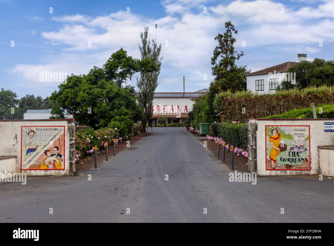 Gorreana est une entreprise de thé dont le siège social se trouve sur l'île de São Miguel, aux Açores. En activité depuis 1883, c’est la plus ancienne plantation de thé d’Europe. Banque D'Images