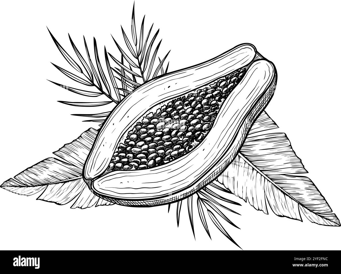 Illustration vectorielle de fruits de papaye avec des feuilles de palmier dans un style linéaire. Gravure alimentaire d'une plante de pawpaw peinte par des encres noires. Dessin de contour d'un dessert tropical exotique. Croquis pour étiquette de production. Illustration de Vecteur