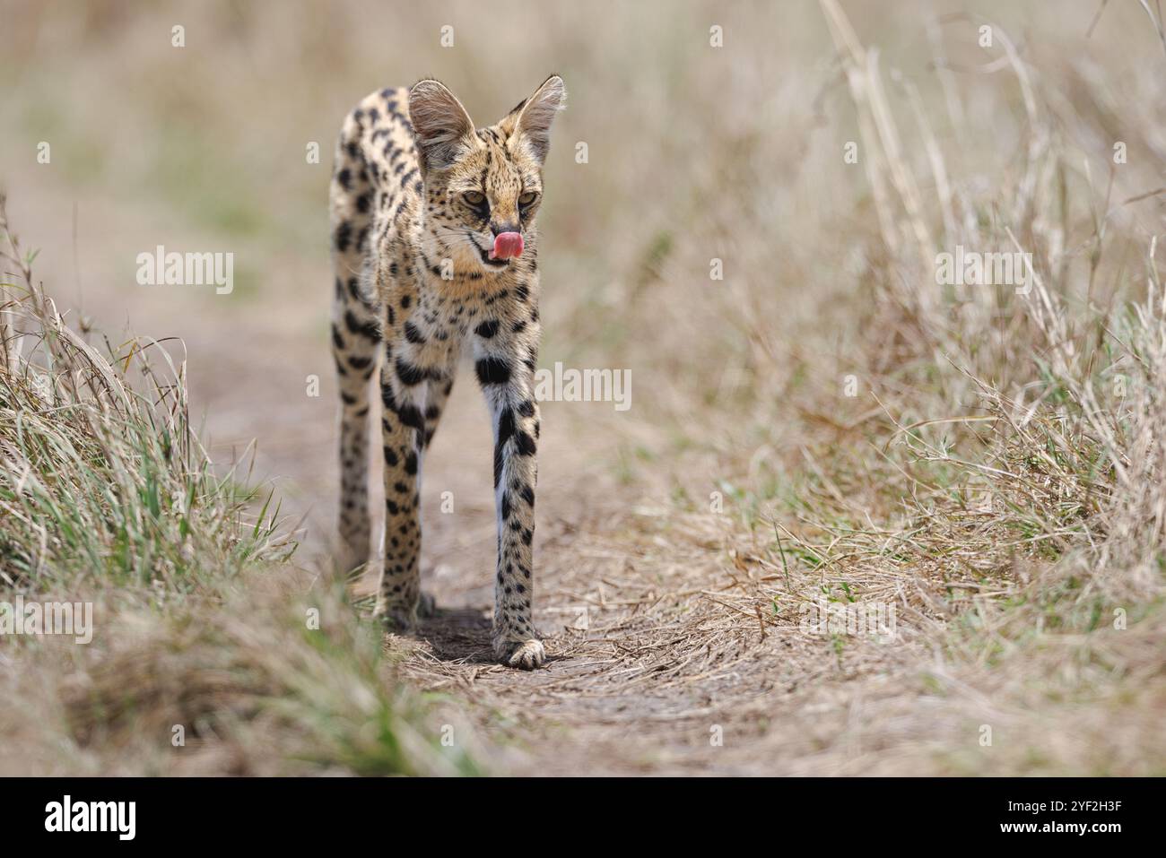 Un chat serval à longues pattes marchant le long d'un chemin Mara, avec sa langue saillante Banque D'Images