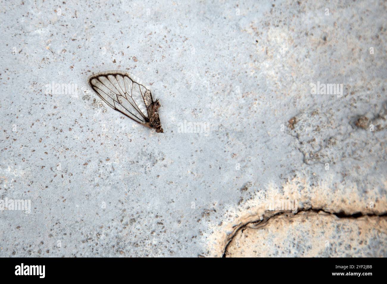 Goiania, Goias, Brésil – 31 octobre 2024 : une aile de cigale trouvée sur le sol en béton. Banque D'Images