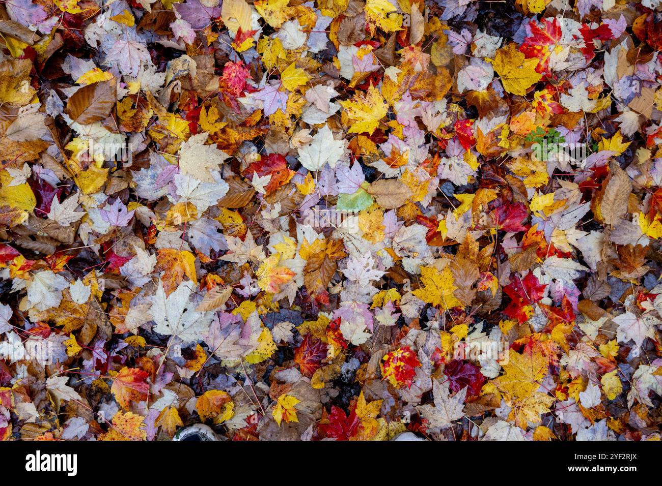 Patch de feuilles de différentes couleurs sur le sol pendant la saison d'automne. Banque D'Images