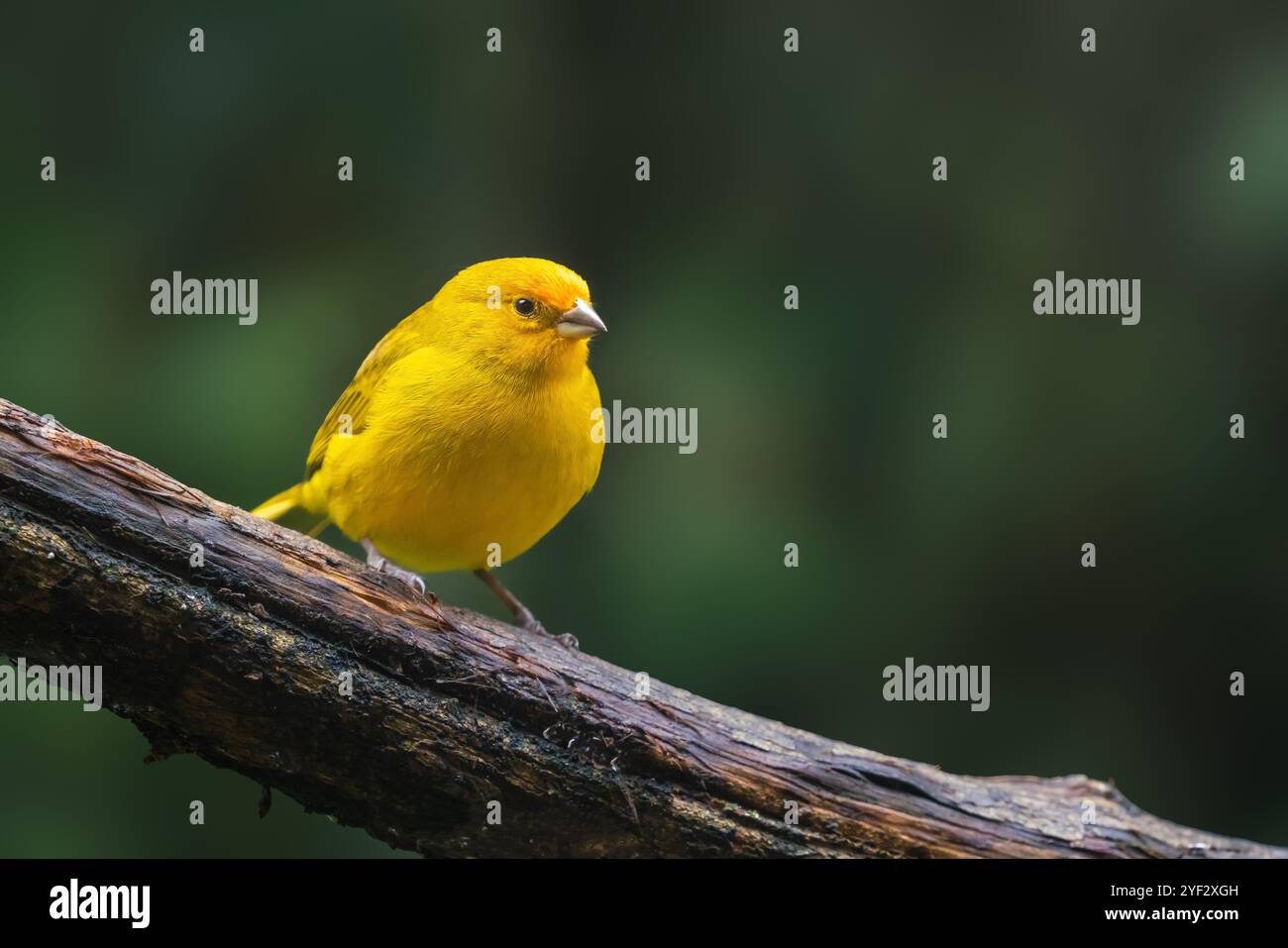 Bel oiseau jaune de pingembre safran (Sicalis flaveola) Banque D'Images
