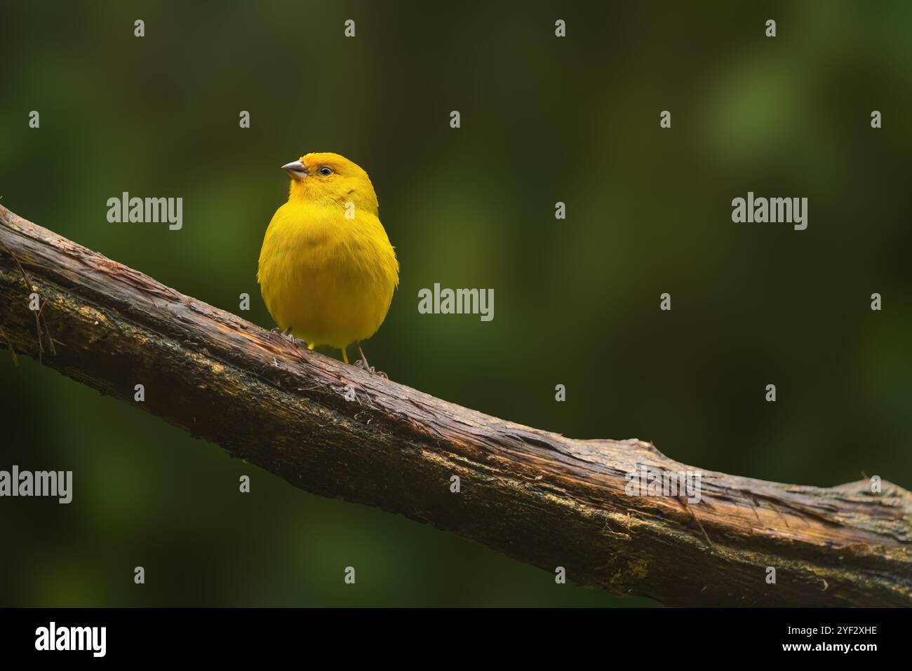 Bel oiseau jaune de pingembre safran (Sicalis flaveola) Banque D'Images