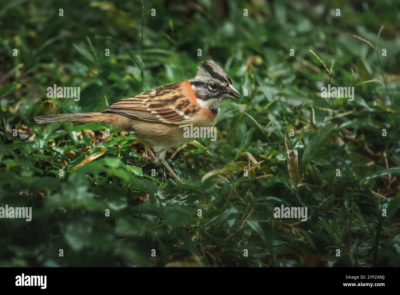 Moineau à col roux (Zonotrichia capensis) Banque D'Images