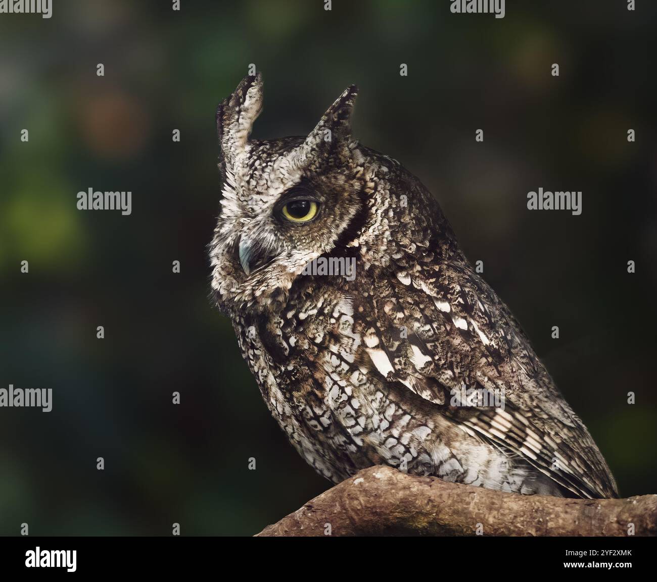 Chouette crique tropicale (Megascops choliba) - oiseau de proie nocturne Banque D'Images