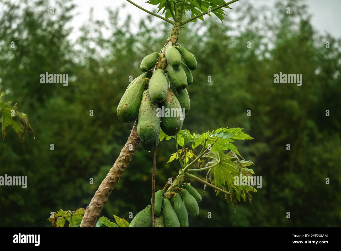 Fruit de papaye verte sur arbre (Carica papaya) Banque D'Images
