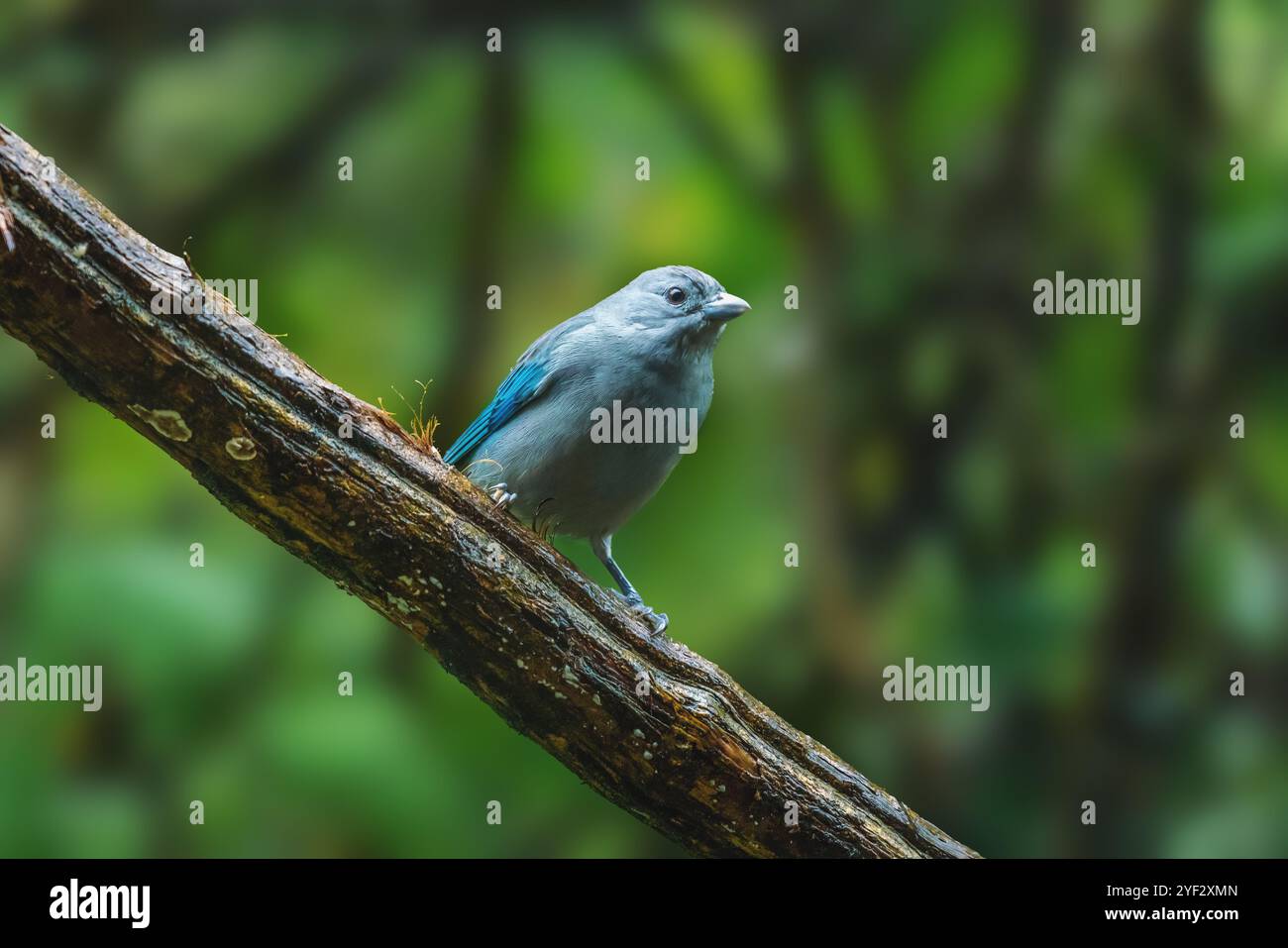 Oiseau tanager de Sayaca (Thraupis sayaca) Banque D'Images