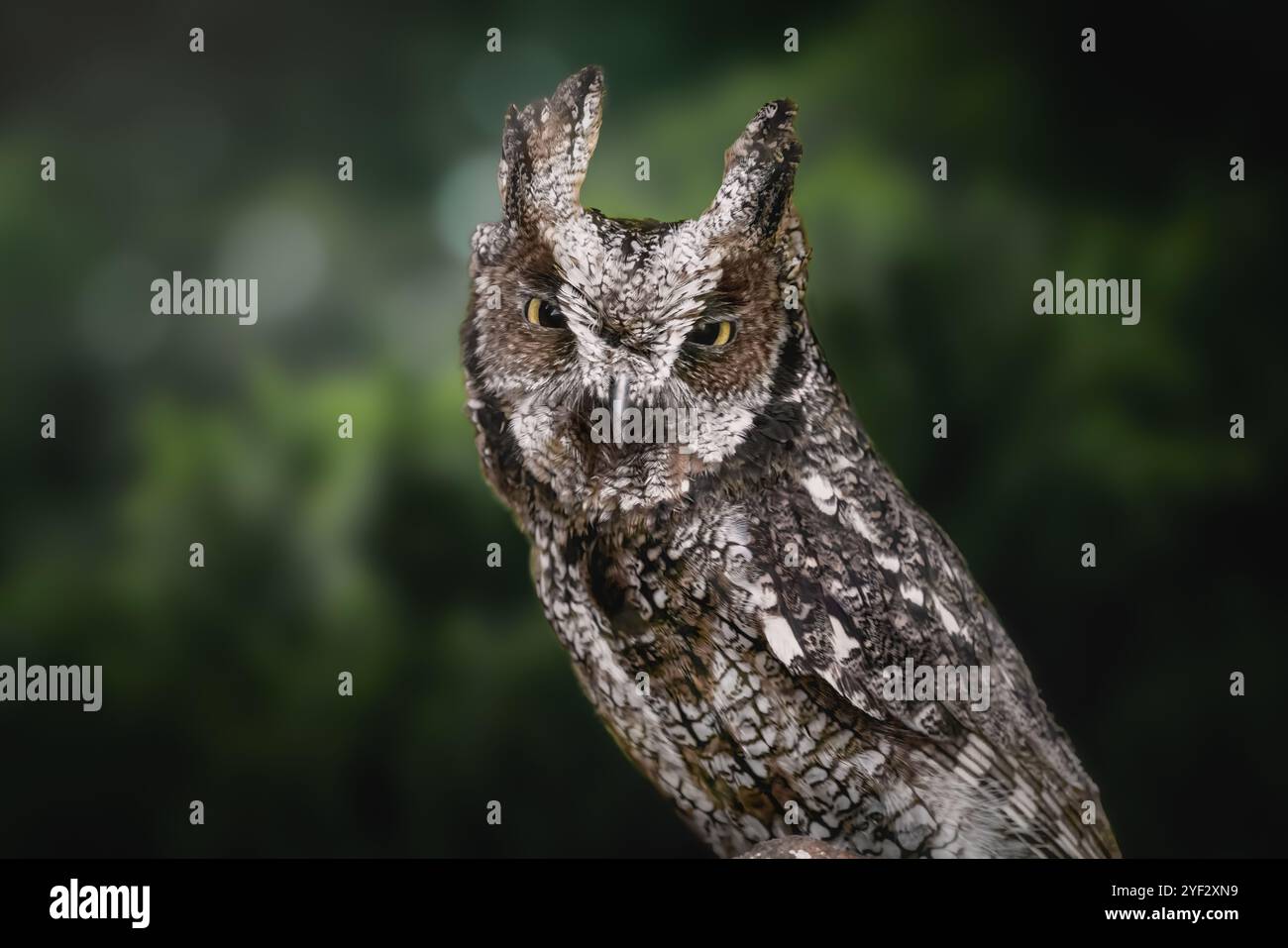 Chouette crique tropicale (Megascops choliba) - oiseau de proie nocturne Banque D'Images