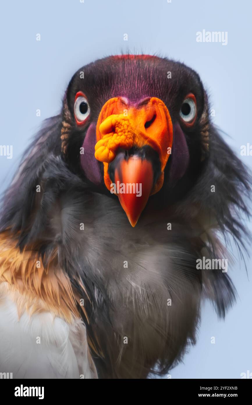 Visage de roi Vulture (Sarcoramphus papa) - oiseau de proie Banque D'Images