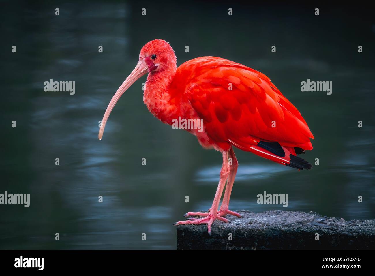 Oiseau ibis écarlate (Eudocimus ruber) Banque D'Images