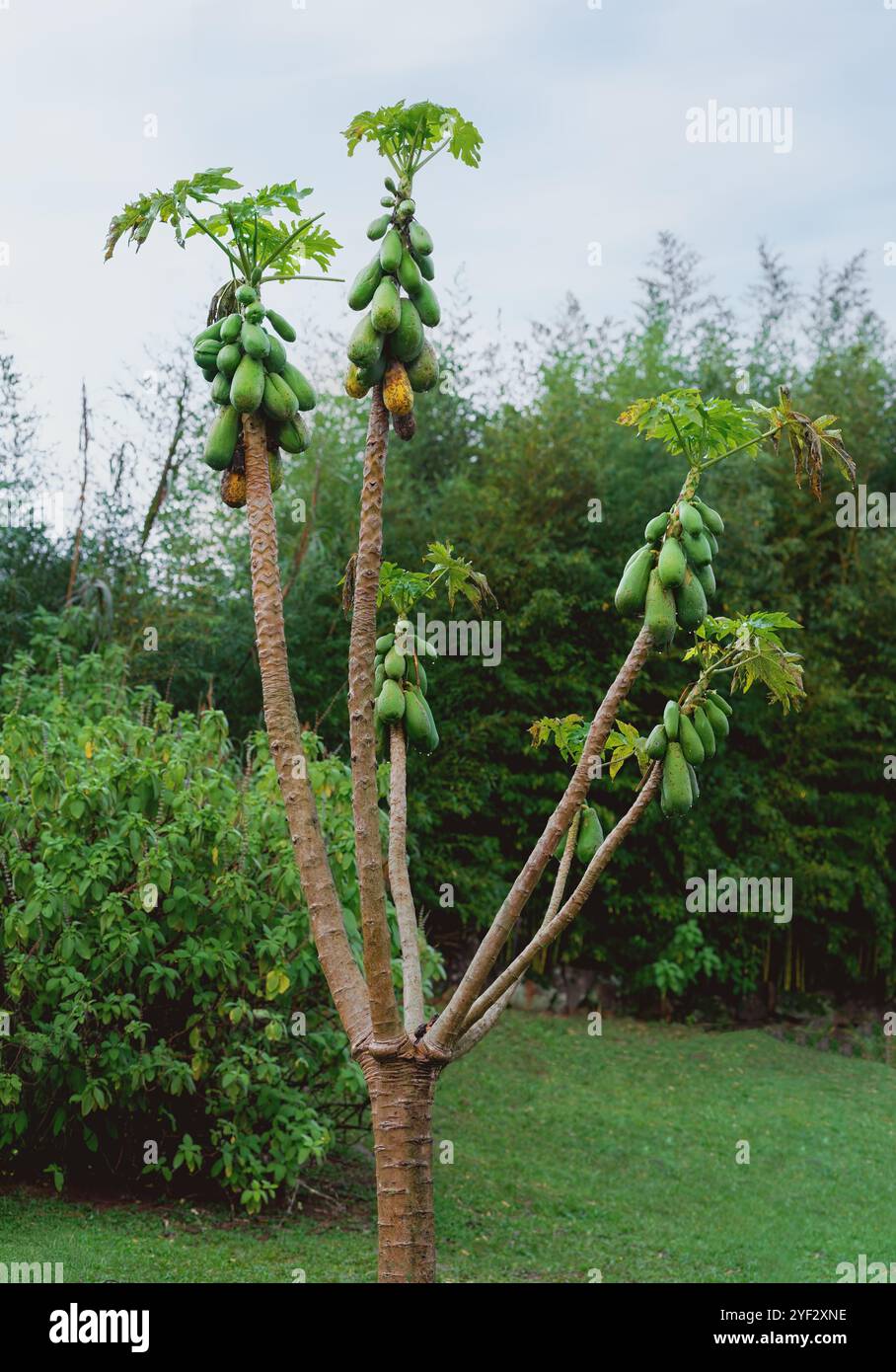 Fruit de papaye verte sur arbre (Carica papaya) Banque D'Images