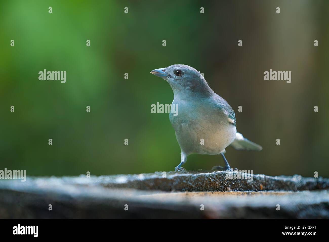 Oiseau tanager de Sayaca (Thraupis sayaca) Banque D'Images