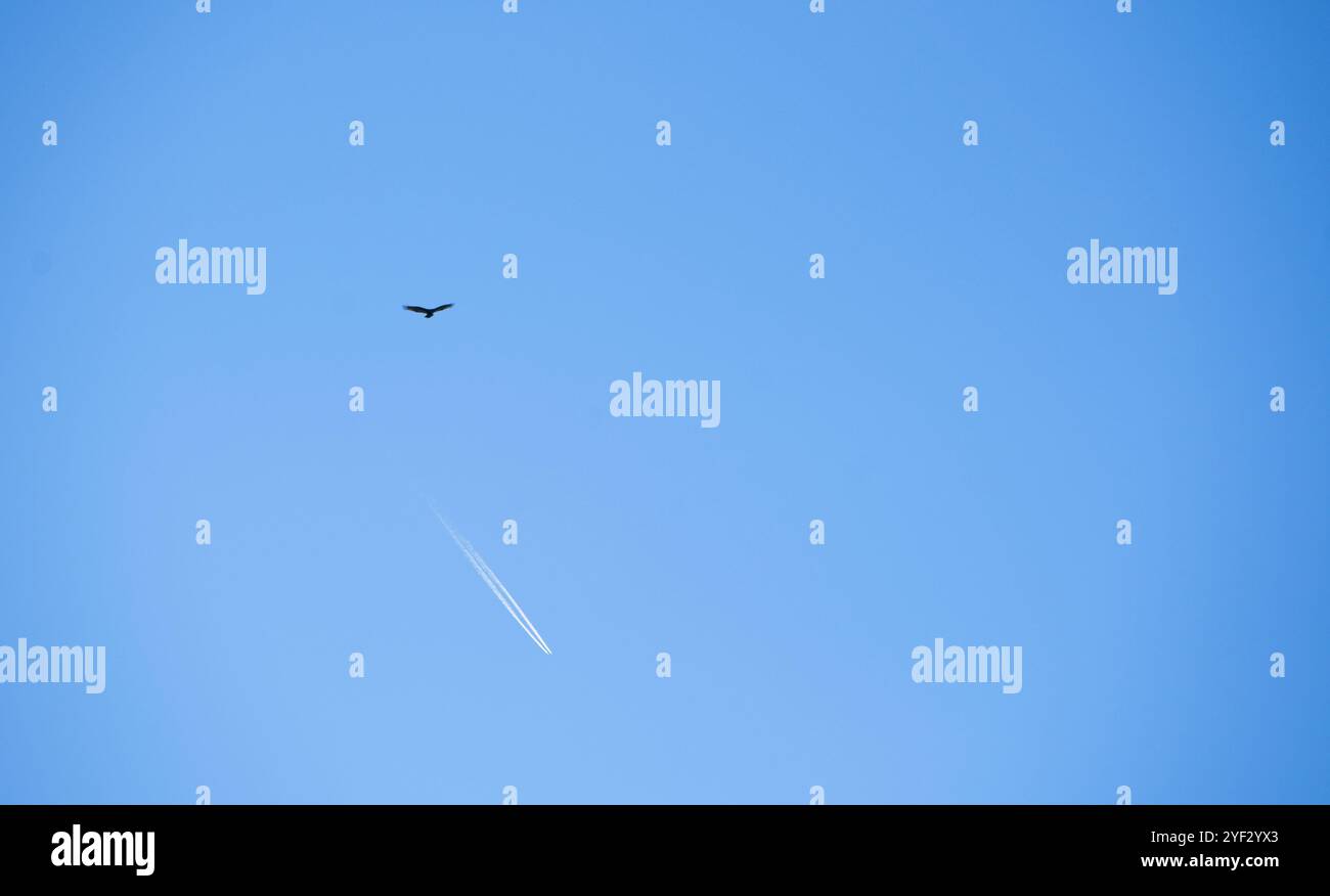 États-Unis : 10-20-2024 : par un clair jour d'automne, un vautours dinde et un avion de ligne semblent se croiser. (Photo de Douglas Graham) Banque D'Images