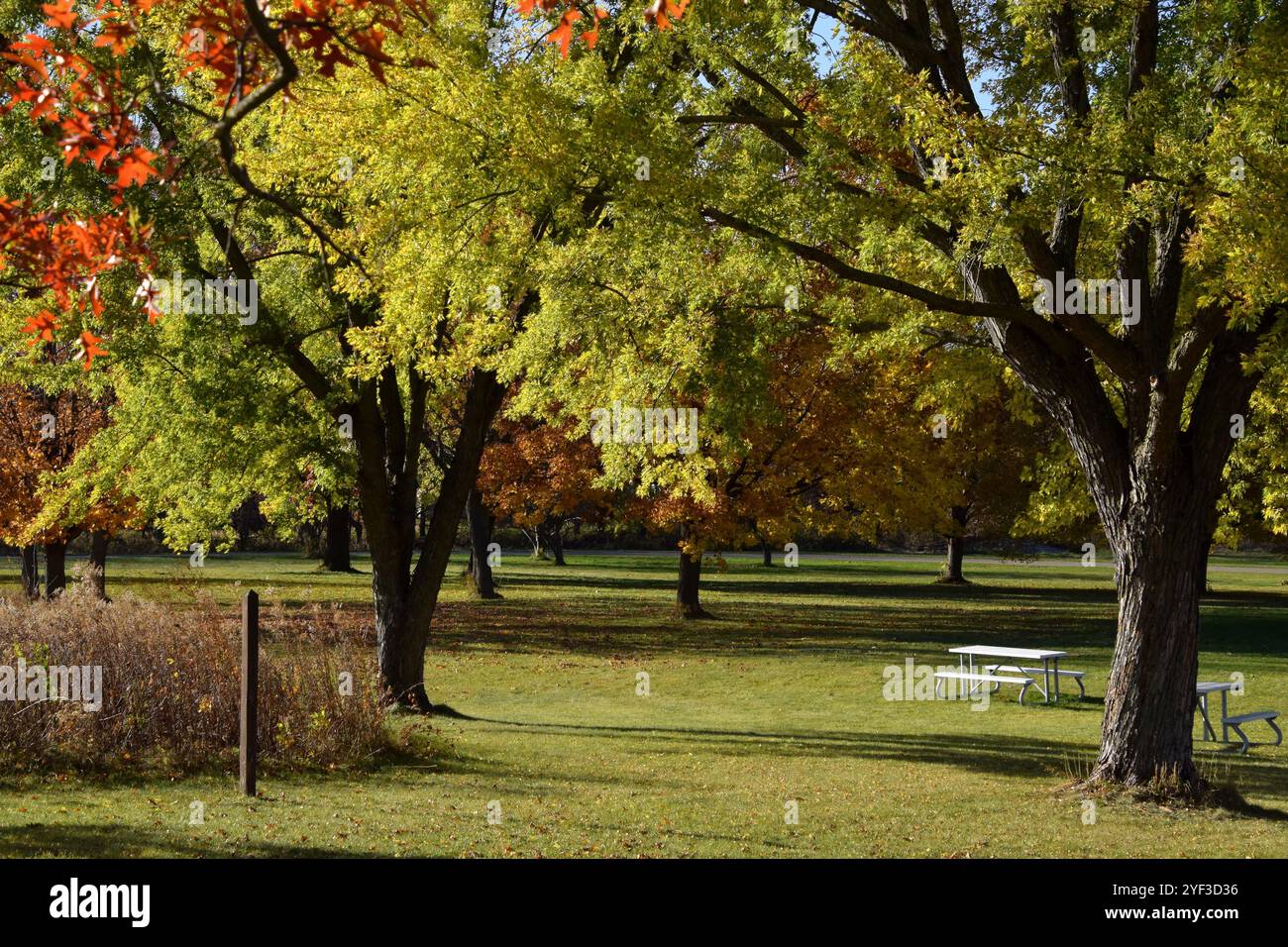 Une scène relaxante remplie de soleil d'arbres dans un parc en transition aux couleurs d'automne signalant le changement des saisons. Banque D'Images