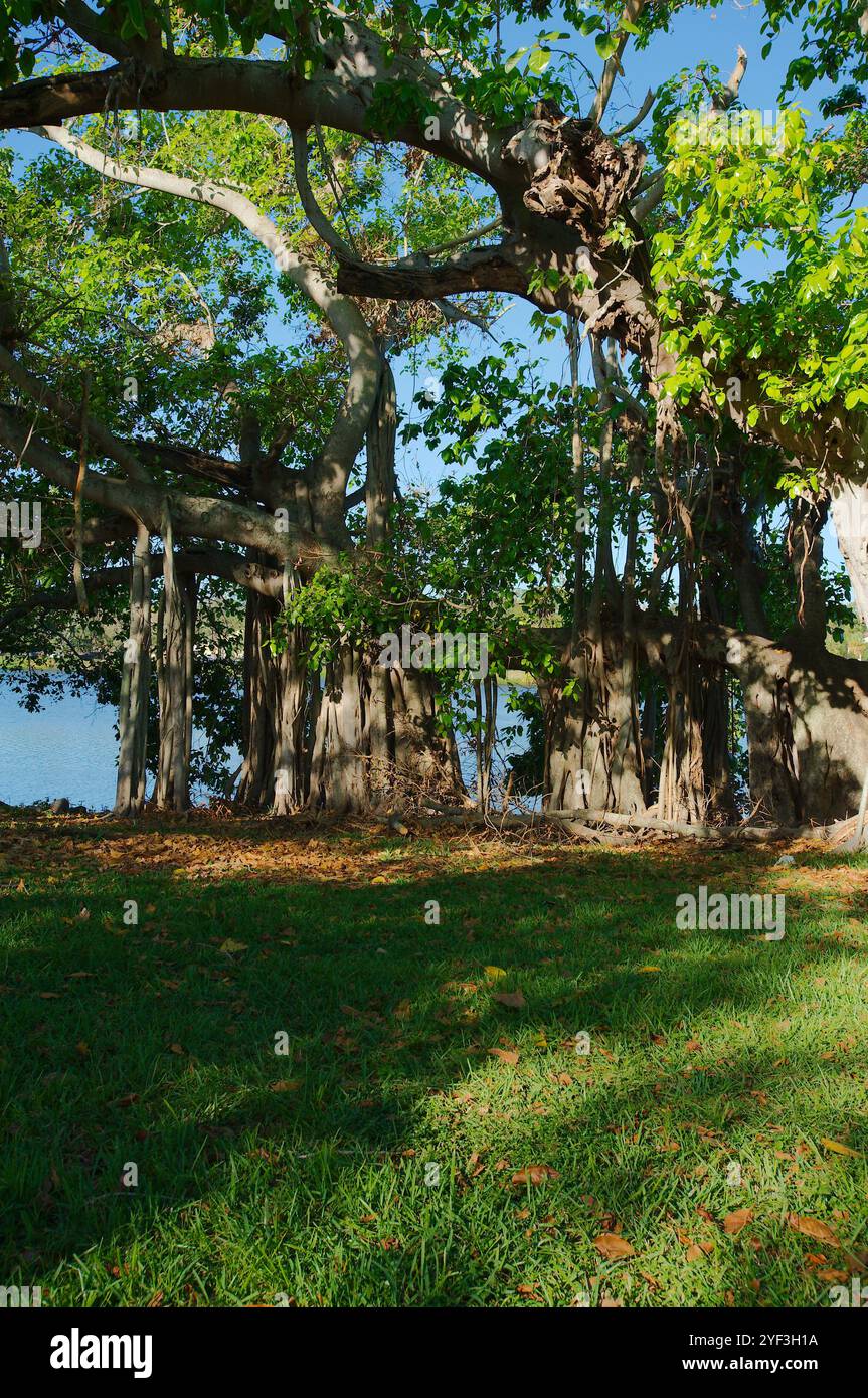 Grand arbre banyan tôt le matin soleil et ombre Crescent Lake Park composé Petersburg, FL. Tronc brun et racines membres suspendus avec vert clair Banque D'Images