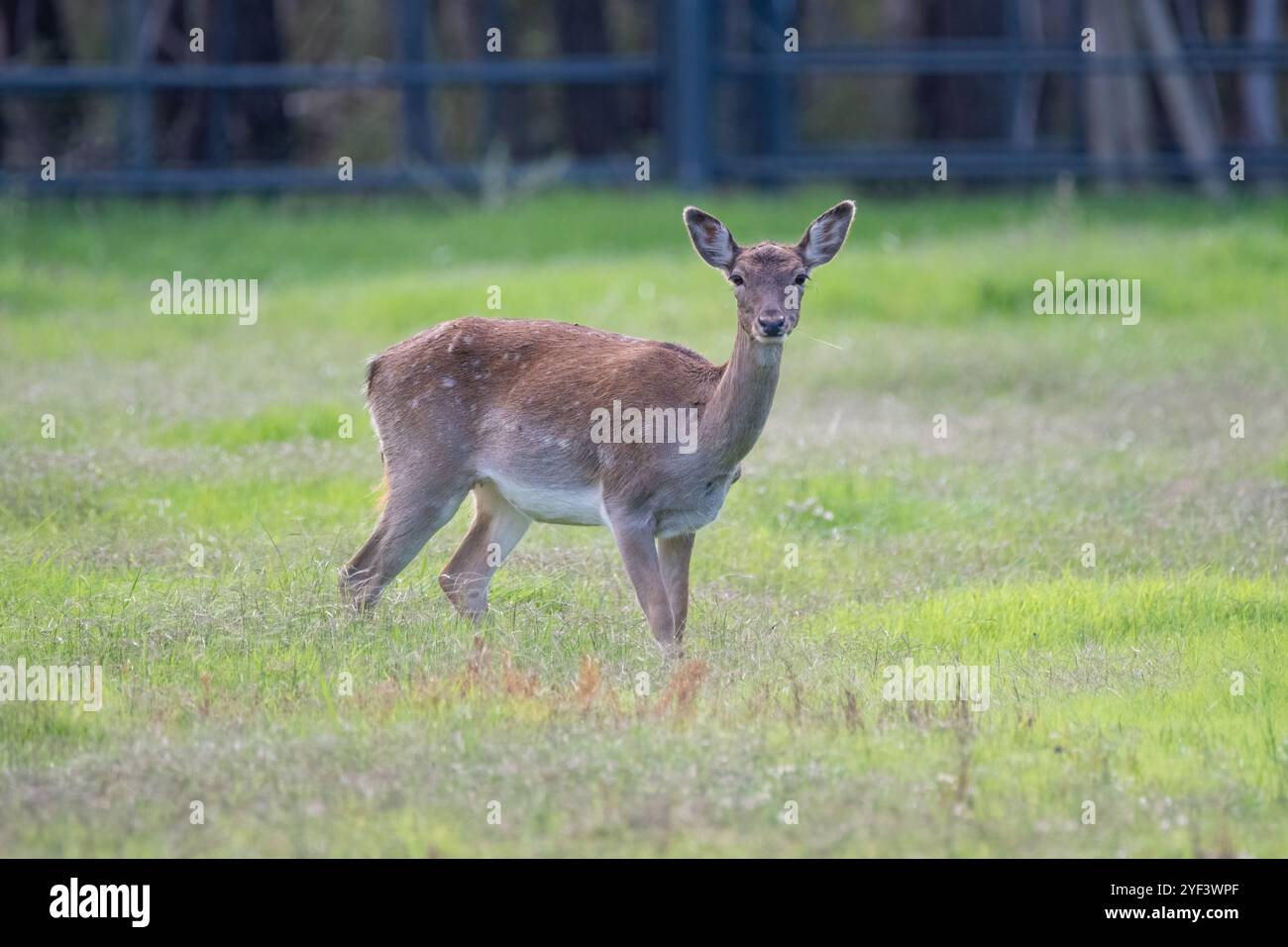 Cerf en jachère, Dama dama, sur un champ herbeux, Parc naturel Aiguamolls Empordà, Catalogne, Espagne Banque D'Images