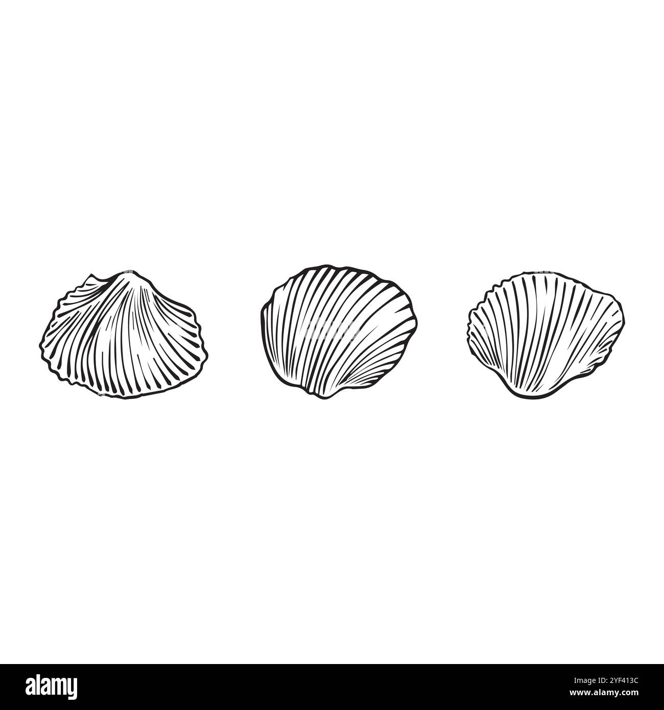 illustration de contour de coquillage. Ensemble de vecteurs coquillages. Illustrations dessinées à la main de la ligne gravée. Collection de croquis réalistes divers mollusques mer s. Illustration de Vecteur