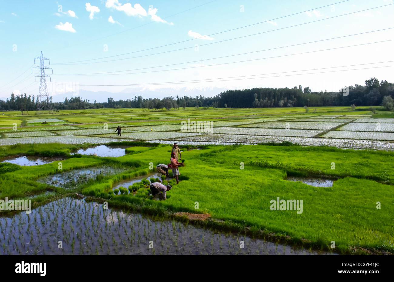 Le 7 juillet 2019, les agriculteurs cachemiriens cultivent du riz dans les rizières de la banlieue de Srinagar, dans le Cachemire sous administration indienne. Le riz est un aliment de base dans la vallée du Cachemire et la récolte de riz est la culture la plus abondamment cultivée dans l'État de Jammu-et-Cachemire. Les cultures de paddy sont considérées comme faisant partie du riche patrimoine culturel de la vallée du Cachemire Banque D'Images