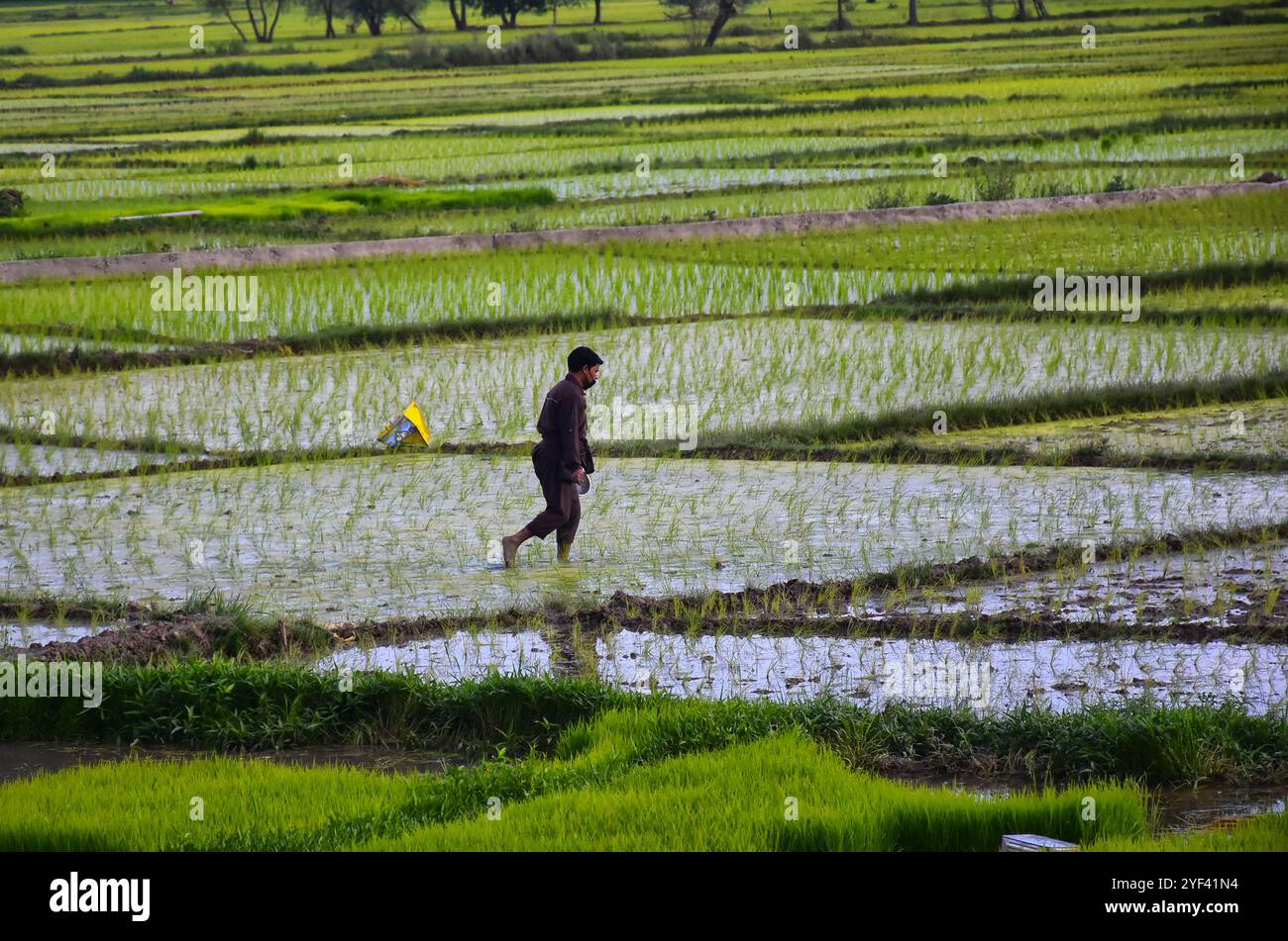 Le 7 juillet 2019, les agriculteurs cachemiriens cultivent du riz dans les rizières de la banlieue de Srinagar, dans le Cachemire sous administration indienne. Le riz est un aliment de base dans la vallée du Cachemire et la récolte de riz est la culture la plus abondamment cultivée dans l'État de Jammu-et-Cachemire. Les cultures de paddy sont considérées comme faisant partie du riche patrimoine culturel de la vallée du Cachemire Banque D'Images