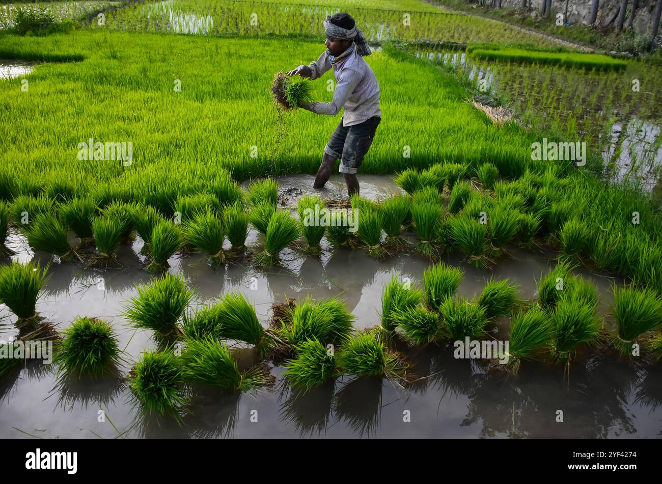 Le 7 juillet 2019, les agriculteurs cachemiriens cultivent du riz dans les rizières de la banlieue de Srinagar, dans le Cachemire sous administration indienne. Le riz est un aliment de base dans la vallée du Cachemire et la récolte de riz est la culture la plus abondamment cultivée dans l'État de Jammu-et-Cachemire. Les cultures de paddy sont considérées comme faisant partie du riche patrimoine culturel de la vallée du Cachemire Banque D'Images