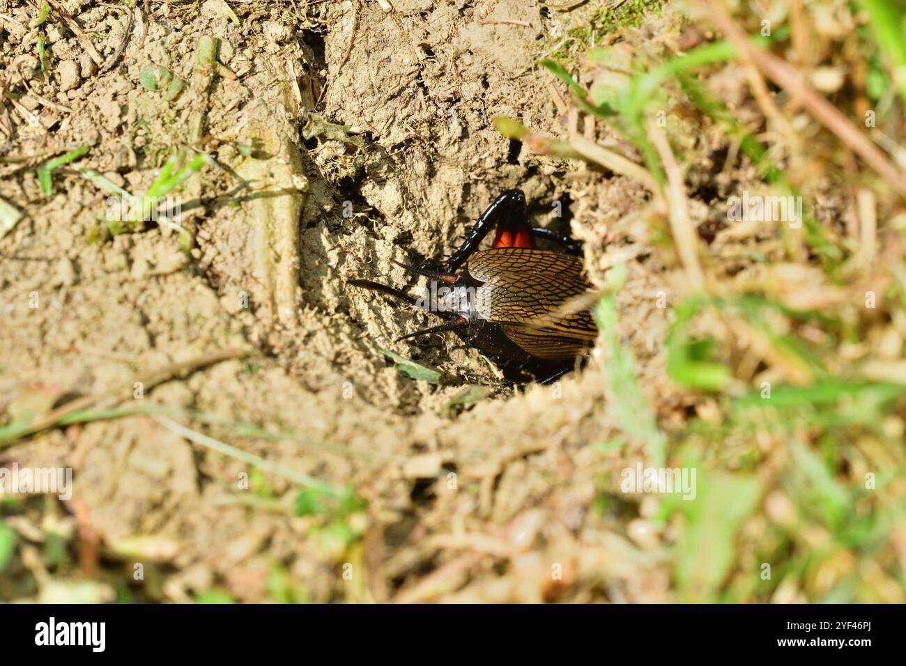 Le cricket européen sort d'un trou dans le sol à la surface Banque D'Images