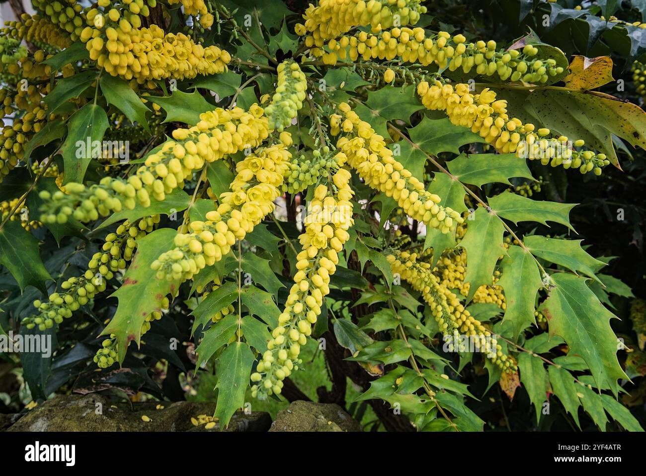 Grappes de fleurs de mahonia jaunes à fleurs et de feuilles épaisses à feuilles persistantes Banque D'Images