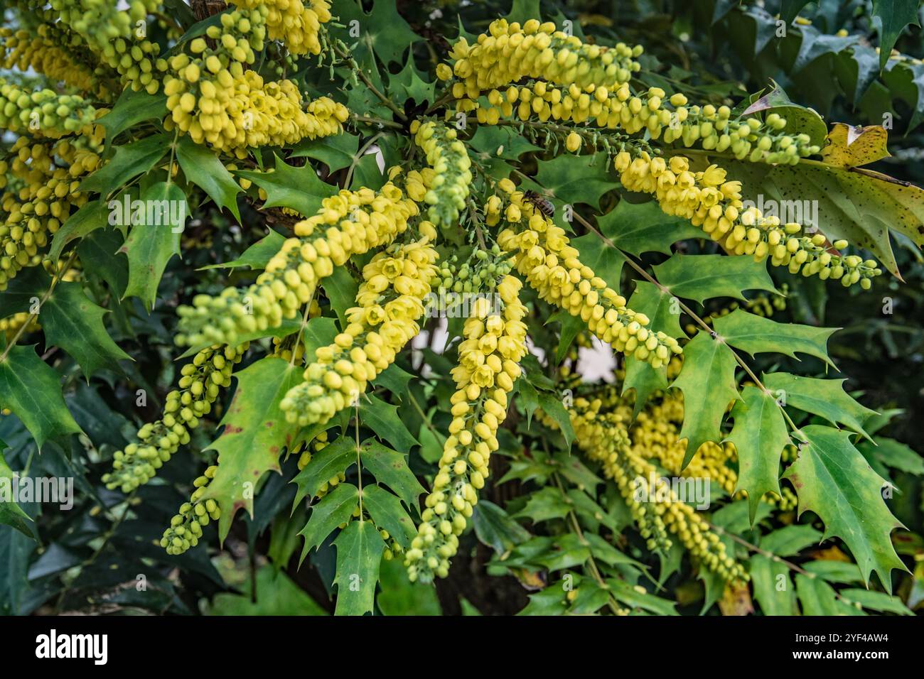 Grappes de fleurs de mahonia jaunes à fleurs et de feuilles épaisses à feuilles persistantes Banque D'Images