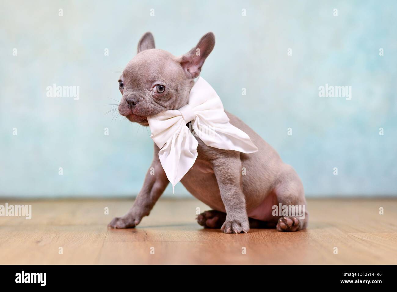 Chiot bouledogue français lilas drôle tenant le ruban de cou dans la bouche devant le fond de studio Banque D'Images