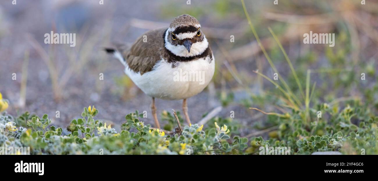 Petit Pluvier annelé, petit Pluvier annelé, (Charadrius dubius), famille des pluviers, biotope, cueillette, Lesbos, île de Lesbos, Grèce, Europe Banque D'Images