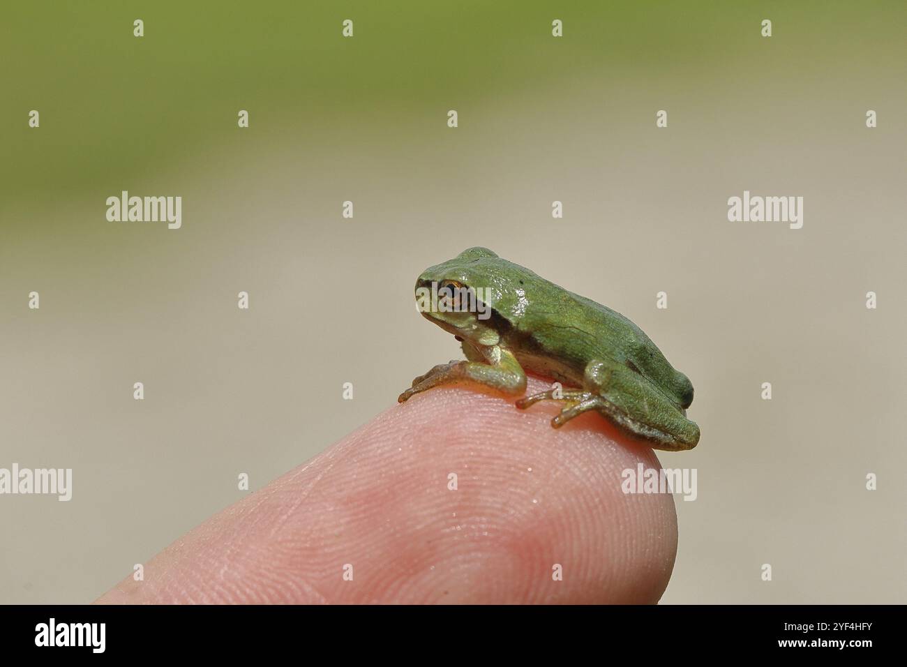 Grenouille arboricole européenne (Hyla arborea) assise sur le doigt d'une main humaine, Parc national du lac Neusiedl, Burgenland, Autriche, Europe Banque D'Images