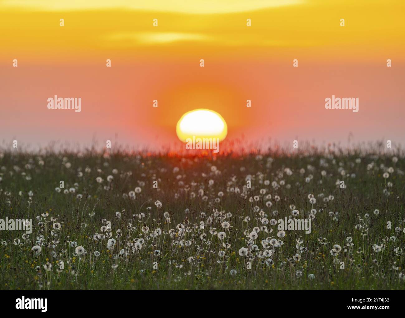 Prairie avec peuplements fruitiers du pissenlit commun (Taraxacum sect. Ruderalia), pissenlits, au lever du soleil, ciel rouge, Thuringe, Allemagne, Europe Banque D'Images