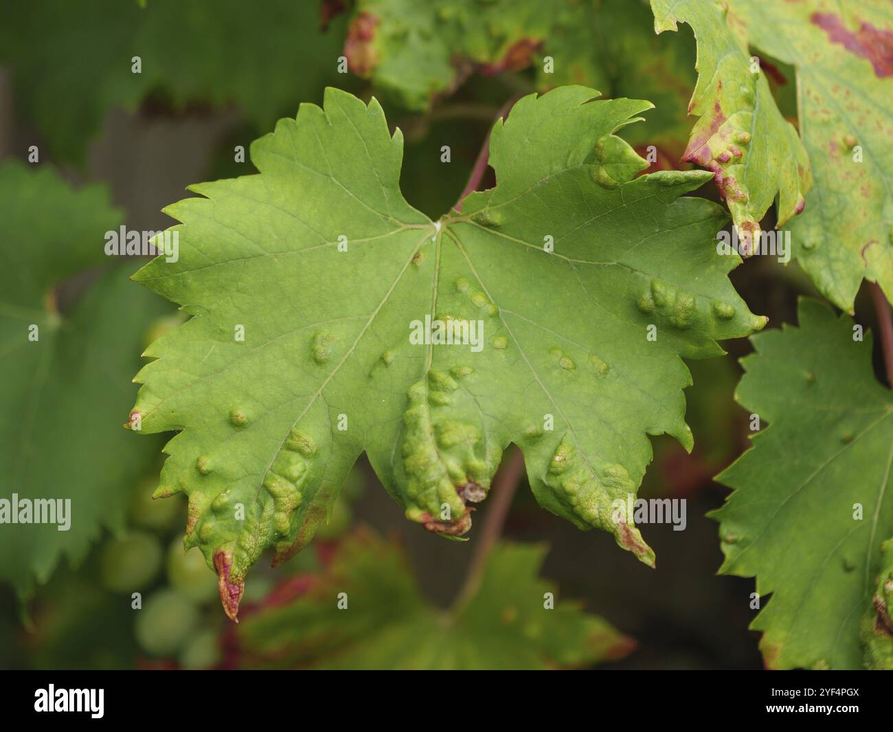 Feuilles de vigne verte avec des signes de maladie des plantes, scène de jardin d'été, weseke, muensterland, allemagne Banque D'Images