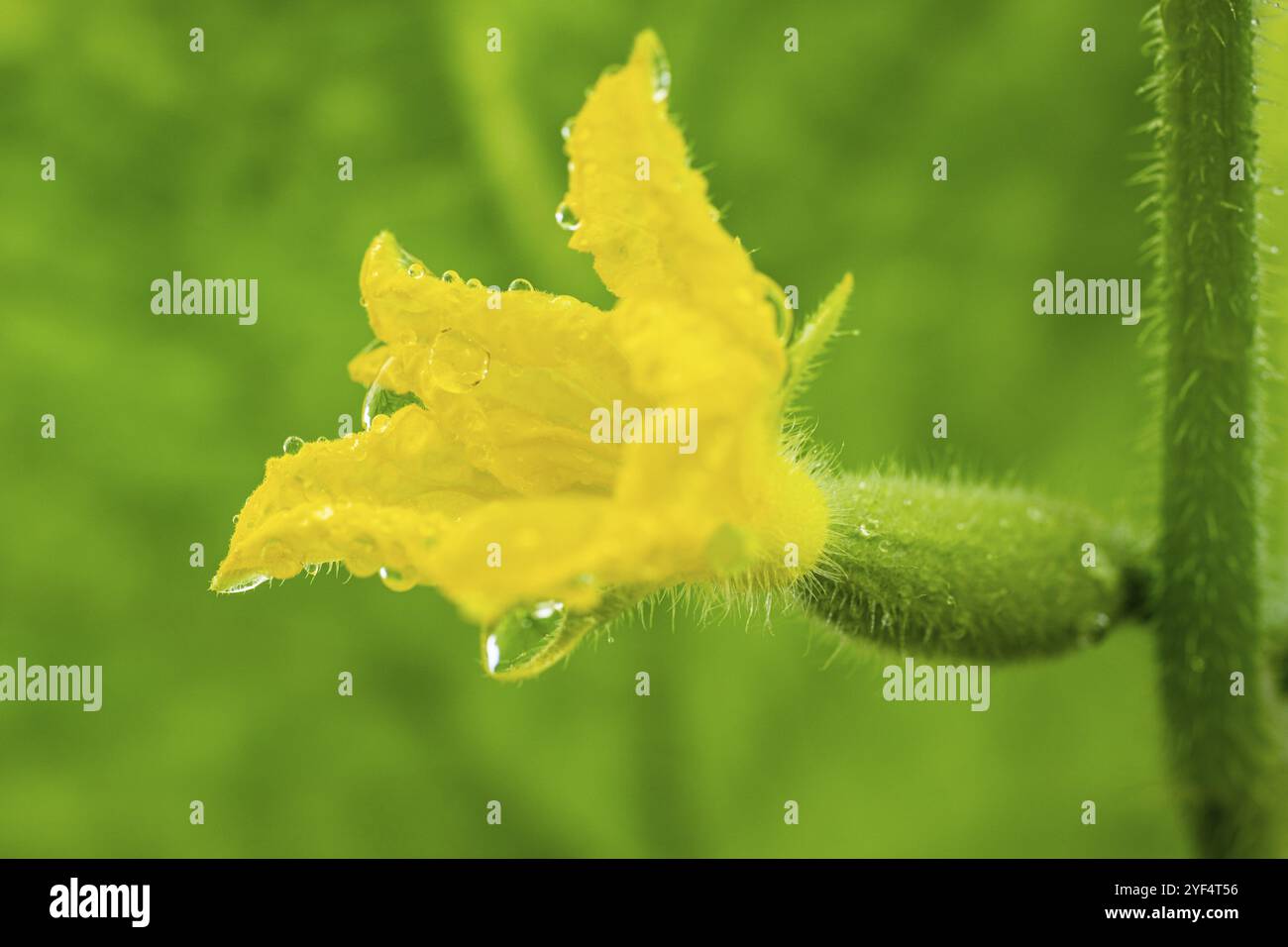 Vue rapprochée de la floraison petit concombre poussant en serre sur une ferme agricole écologique. Macrophotographie, légumes de fraîcheur naturelle Banque D'Images